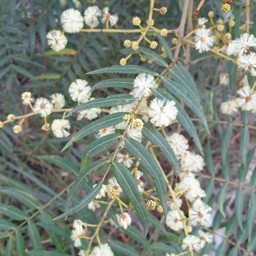 Cedar Wattle — photo by light-up-gold