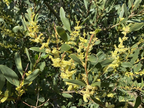 Sydney Golden Wattle — photo by Cris Cochrane