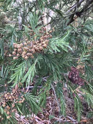 Black Wattle
