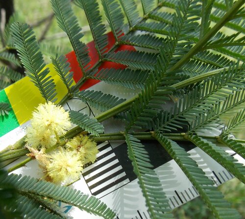 South Wales Wattle