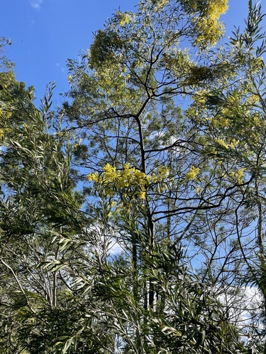 Golden Wattle — photo by ClimateWatch_Australia