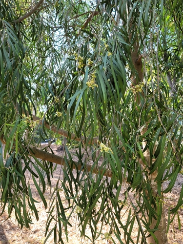 Water Wattle — photo by dianayeh