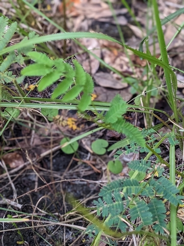 Prairie Acacia