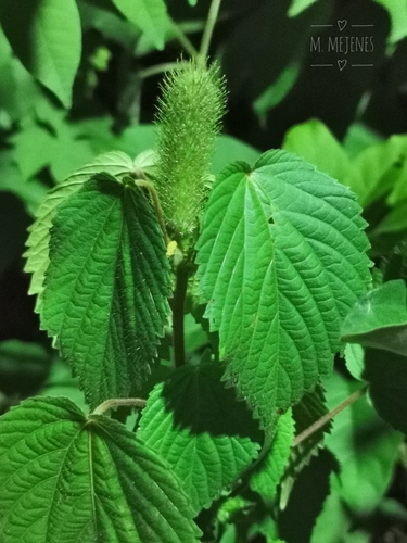 Foxtail Copperleaf