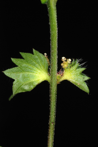 Slender Threeseed Mercury — photo by Douglas Goldman
