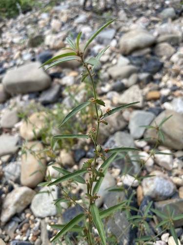 Slender Threeseed Mercury — photo by Canaan Sutton