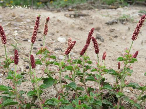 Round Copperleaf — photo by María Eugenia Mendiola González