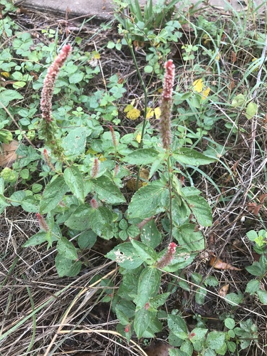 Shrubby Copperleaf — photo by Mike Quinn, San Marcos