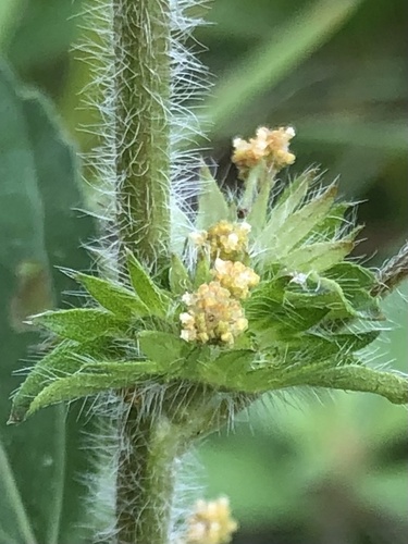 Virginia Threeseed Mercury — photo by H. Wilson Montgomery, Jr.