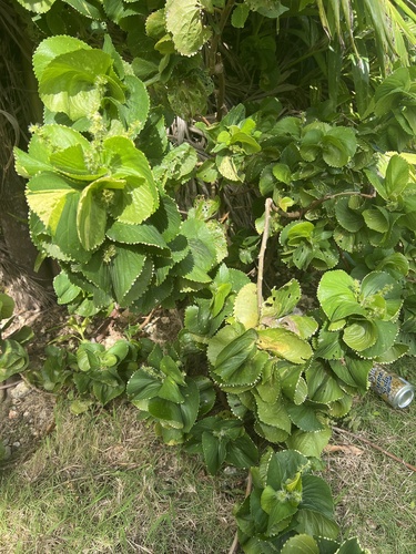 Wilkes' Acalypha — photo by Michael Santos