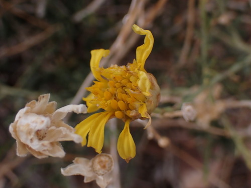 Shockley's Goldenhead — photo by otes