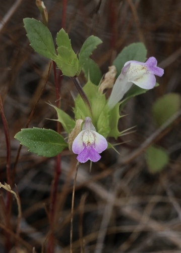 San Mateo Thorn-mint