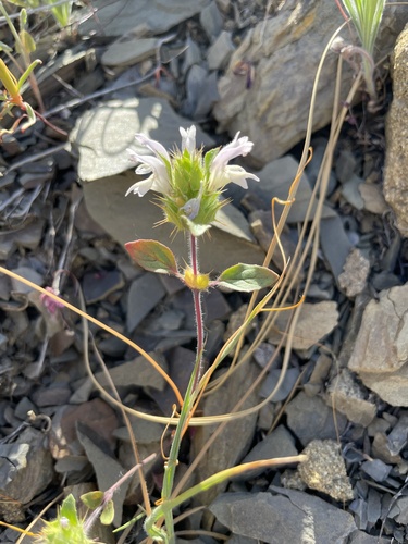 Santa Clara Thorn-mint — photo by Judy Fenerty