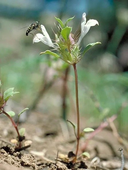 Heartleaf Thorn-mint (subsp. cordata) — photo by John Game