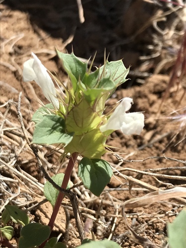 San Benito Thorn-mint