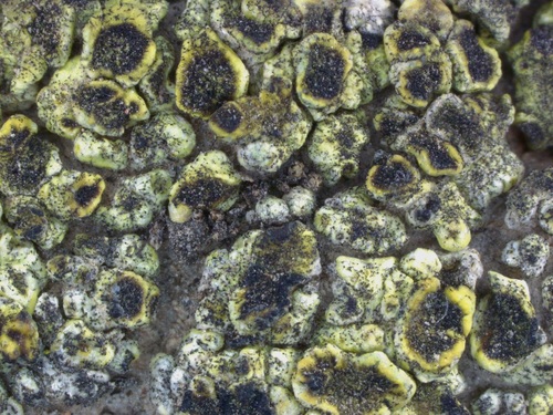 Schleicher's Cracked Lichen — photo by troy_mcmullin