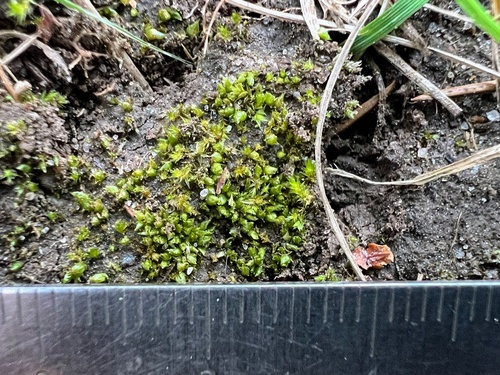 Acaulon Moss