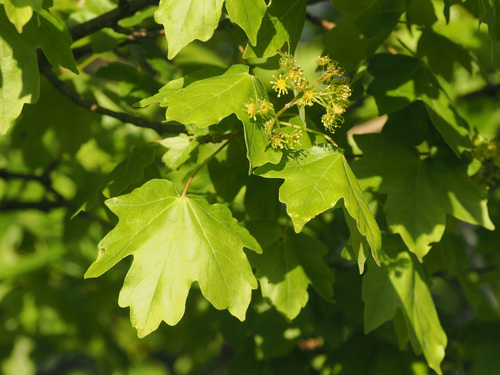 Hedge Maple — photo by Felix Riegel