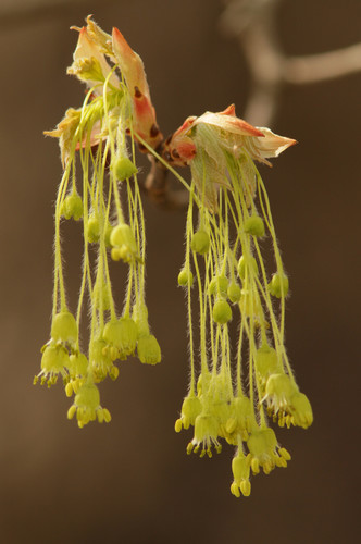 Southern Sugar Maple
