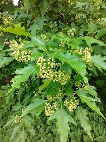 Amur Maple — photo by Tom Norton