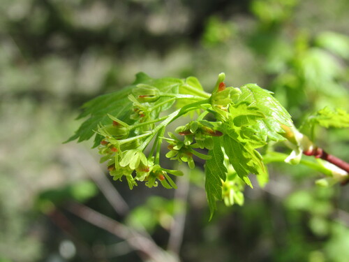 Rocky Mountain Maple — photo by Anders Hastings