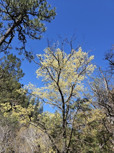 Bigtooth Maple
