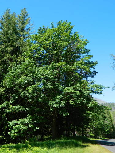 Bigleaf Maple