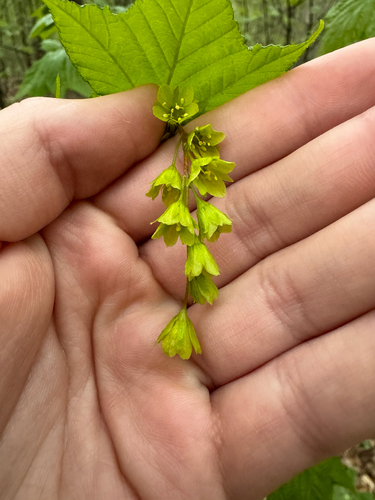 Striped Maple — photo by Reece Redeye-Desposito