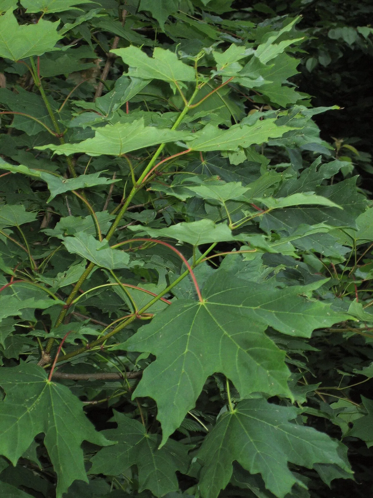 Sugar Maple (var. saccharum) — photo by No machine-readable author provided. MPF assumed (based on copyright claims).