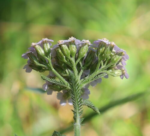 Alps Yarrow