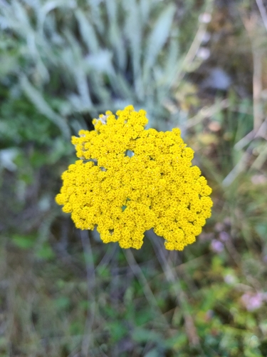 Fernleaf Yarrow