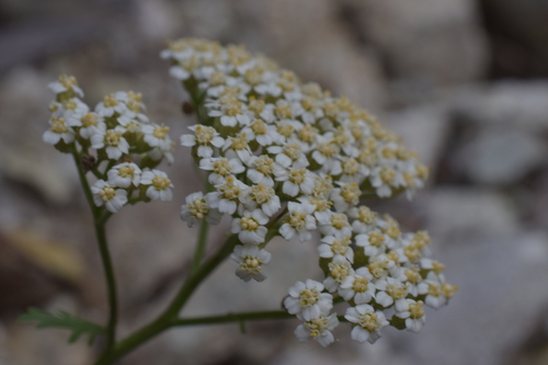 Ligurian Yarrow