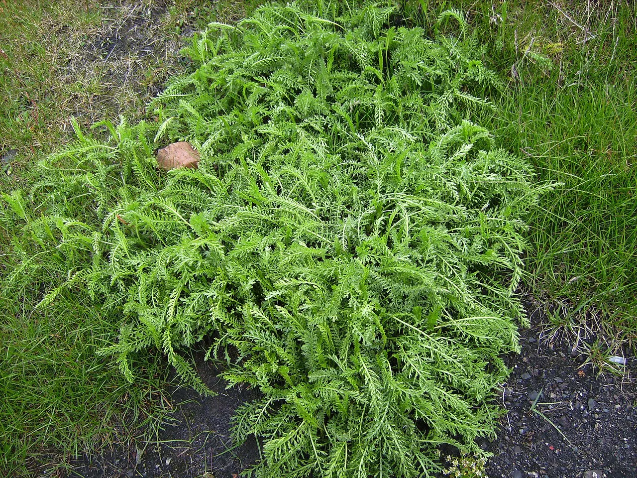 Boreal Yarrow (var. borealis) — photo by Victor M. Vicente Selvas