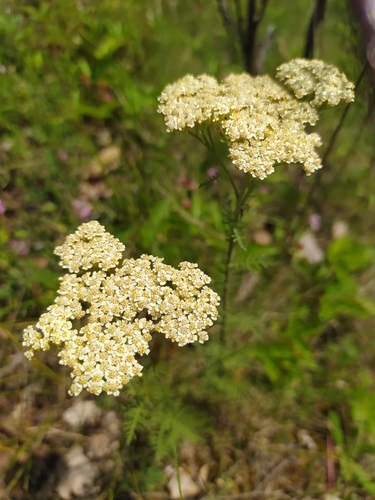 Noble Yarrow