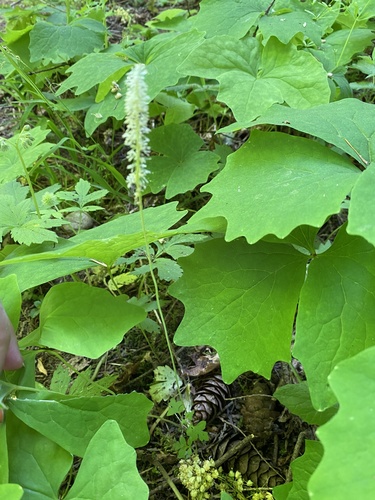 Deer's Foot