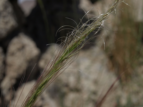 Mormon Needlegrass — photo by Jim Morefield
