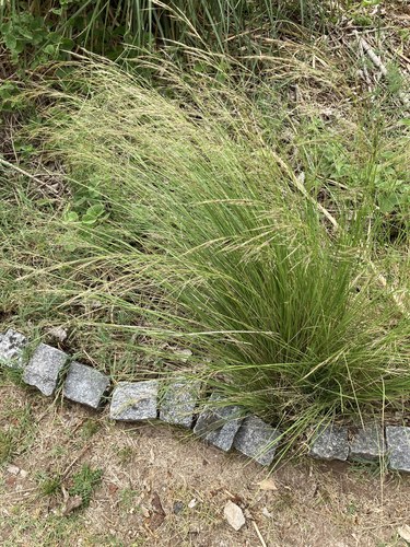 Shortbristled Needlegrass — photo by Facundo Chieffo