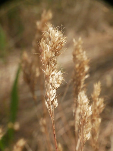Cape Ricegrass — photo by Chris Seager
