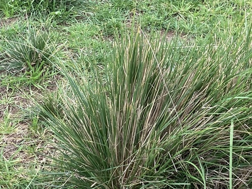 Chilean Ricegrass — photo by skipkat