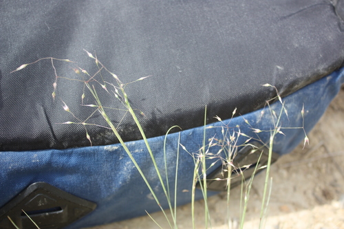 Contracted Ricegrass