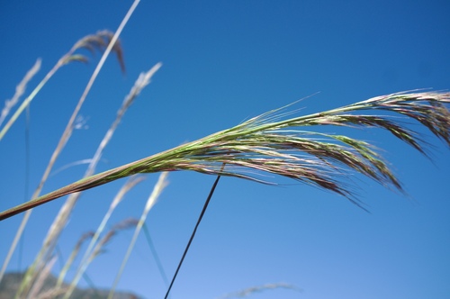 Giant Ricegrass