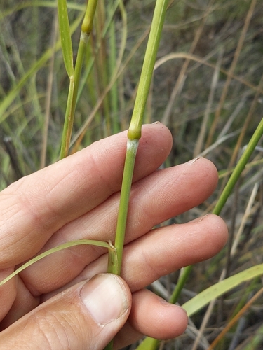 San Diego Needlegrass — photo by Daniel Donovan