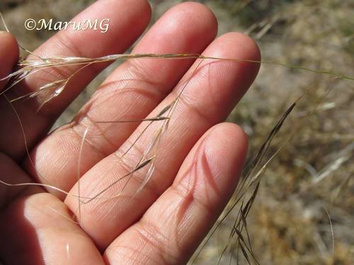 Southwestern Needlegrass — photo by María Eugenia Mendiola González