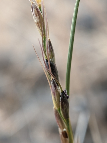Henderson's Needlegrass