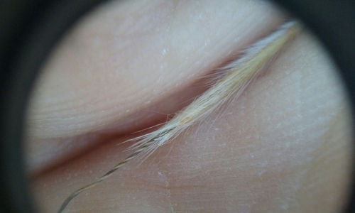 Sierra Needlegrass — photo by rockybajada