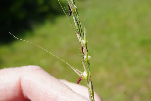 Lemmon's Needlegrass — photo by Barbara L. Wilson