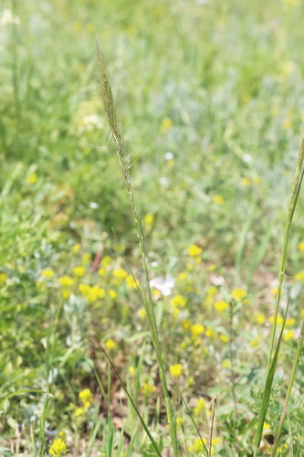 Letterman's Needlegrass — photo by Andrey Zharkikh