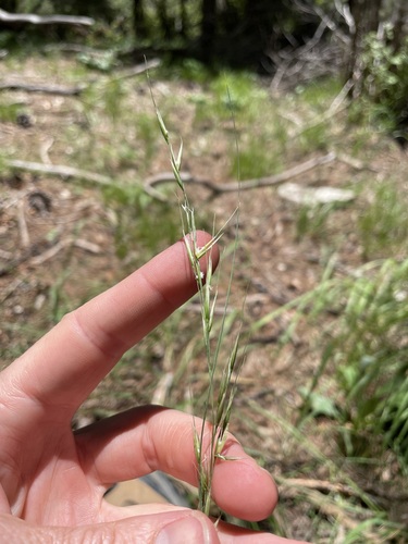 Littleawn Needlegrass — photo by Martin Purdy
