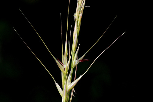 Columbia Needlegrass