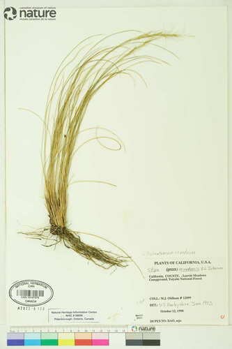 Nevada Needlegrass — photo by Michael John Oldham